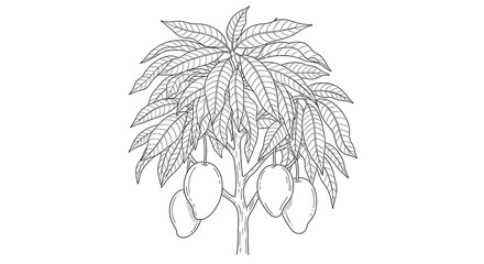 Fototapeta premium Detailed Line Drawing Mango Tree with Leaves and Fruit