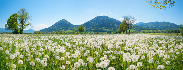 idyllic spring landscape alpine foothills with blowball meadow, around Bad Feilnbach, bavaria