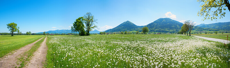 idyllic spring landscape alpine foothills with blowball meadow, around Bad Feilnbach, bavaria