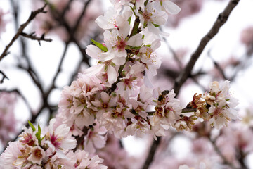 Naklejka premium Beautiful almond tree branch covered with soft pink blossoms against blue sky. Selective focus and soft focus highlight spring freshness, nature harmony and seasonal life.
