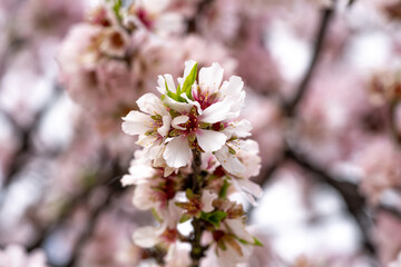 Fototapeta premium Beautiful almond tree branch covered with soft pink blossoms against blue sky. Selective focus and soft focus highlight spring freshness, nature harmony and seasonal life.