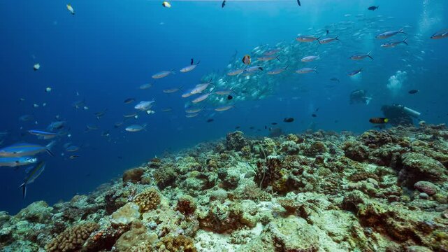 Underwater shot swimming over a colourful tropical reef with large school of fish and SCUBA Divers	