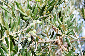 Olives on Olive Tree Branch