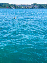 Seagull flying over calm blue water with distant shoreline and green hills in background