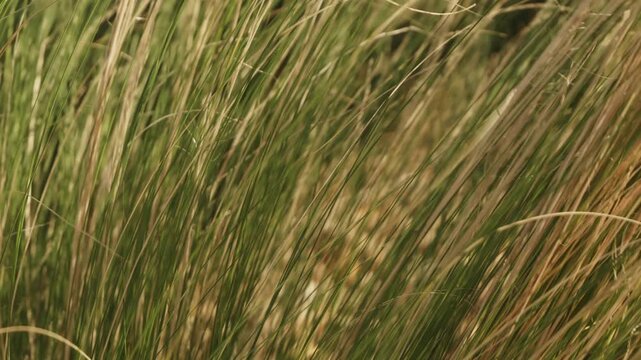 Long grass blowing in the wind Stock Footage