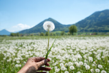 female hand with faded dandelion, blurry blowball meadow and mountains in the background