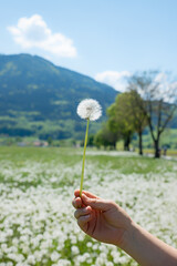 female hand with faded dandelion, blurry blowball meadow and mountains in the background