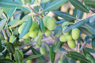 Green Olives on Tree Branches Close Up