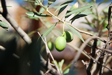 Two Olives on a Tree Branch Close Up