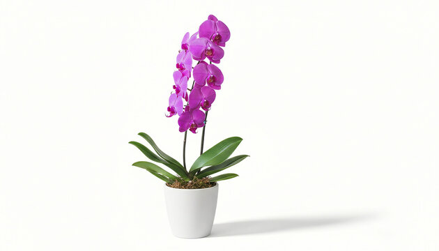 ''A vibrant purple orchid in full bloom, elegantly potted in a sleek white container against a minimalist white background, exu...