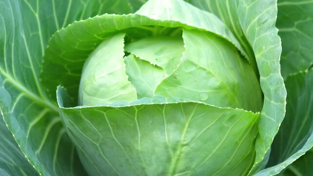 Organic cabbage in the garden