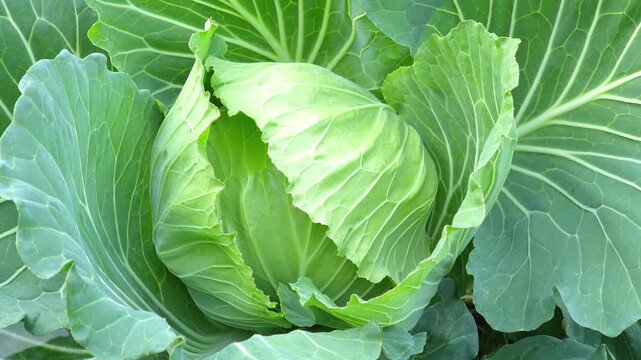 Organic cabbage in the garden
