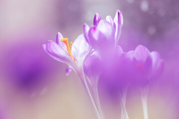 Fioletowe krokusy na jasnym rozmytym tle – wiosenna, delikatna kompozycja © Elżbieta Kaps