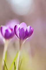 Fioletowe krokusy na jasnym rozmytym tle – wiosenna, delikatna kompozycja © Elżbieta Kaps