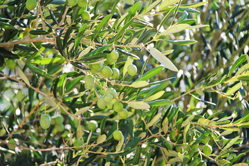 Green Olives Tree Branch with Olive Fruits