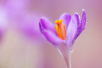 Fioletowe krokusy na jasnym rozmytym tle – wiosenna, delikatna kompozycja © Elżbieta Kaps