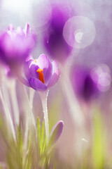 Fioletowe krokusy na jasnym rozmytym tle – wiosenna, delikatna kompozycja © Elżbieta Kaps