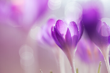 Fioletowe krokusy na jasnym rozmytym tle – wiosenna, delikatna kompozycja © Elżbieta Kaps