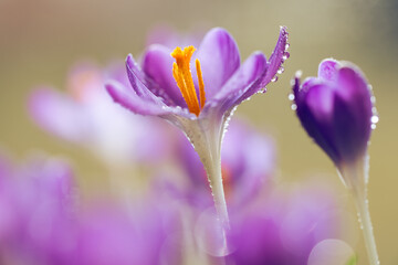 Fioletowe krokusy na jasnym rozmytym tle – wiosenna, delikatna kompozycja © Elżbieta Kaps