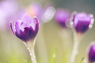 Fioletowe krokusy na jasnym rozmytym tle – wiosenna, delikatna kompozycja © Elżbieta Kaps