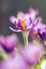 Fioletowe krokusy na jasnym rozmytym tle – wiosenna, delikatna kompozycja © Elżbieta Kaps