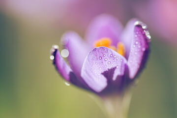 Fioletowe krokusy na jasnym rozmytym tle – wiosenna, delikatna kompozycja © Elżbieta Kaps