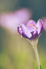 Fioletowe krokusy na jasnym rozmytym tle – wiosenna, delikatna kompozycja © Elżbieta Kaps