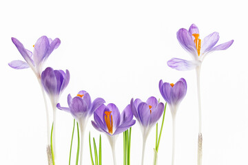 Krokusy izolowane na białym tle, copy space © Elżbieta Kaps