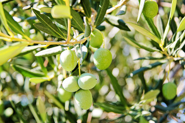 Green Olive Fruits Close Up with Leaves