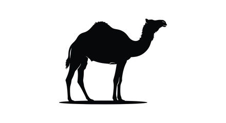 A striking black silhouette of a dromedary camel stands against a plain white background showcasing its form silhouette © jivect02