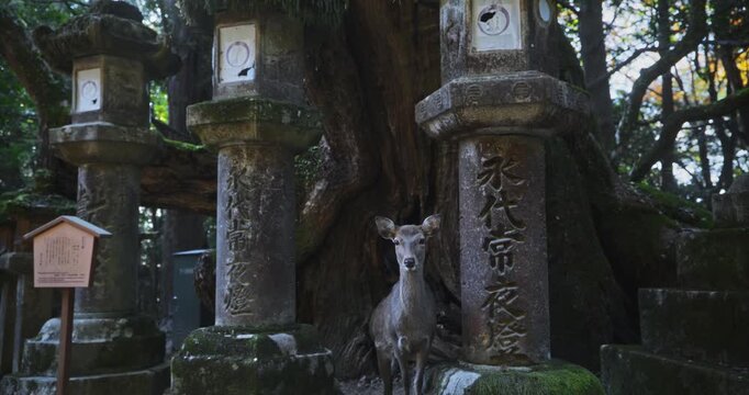 Deer staring at camera near tall, stone Japanese lanterns by tree