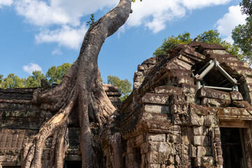 Obraz premium Angkor Thom, Siem Reap, Cambodia. Ta Prohm temple with trees and roots clinging to the stonework - detail