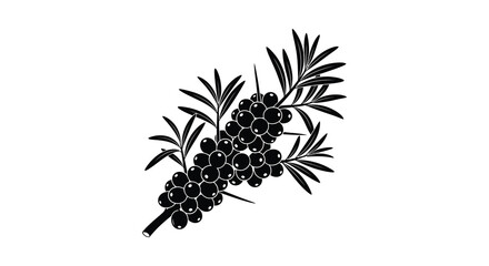 A stark black and white illustration depicts a sprig of juniper berries with needle like leaves high quality professional detailed modern © Kuntol02