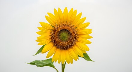 Obraz premium A vibrant sunflower with a bright yellow petal and a dark center against a white background