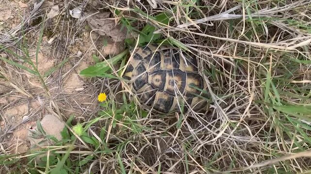turtle in the grass