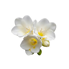 Obraz premium White freesia flowers On Transparent Background