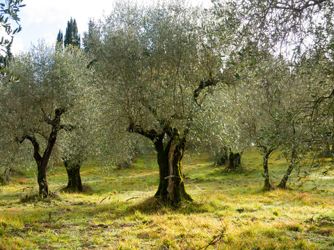 Italia, Toscana, Campagna intorno la citt&agrave; di Firenze.