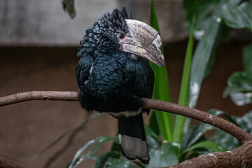 Silvery-cheeked hornbill bird  (Bycanistes brevis) perched on branch © touchedbylight