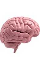 Pink anatomical model of a human brain with detailed surface texture