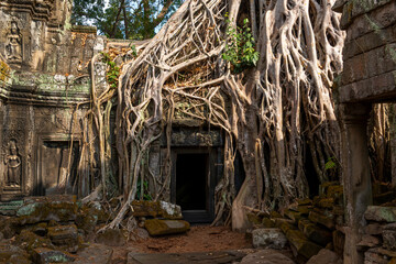 Fototapeta premium Angkor Thom, Siem Reap, Cambodia. Ta Prohm temple with trees and roots clinging to the stonework - detail