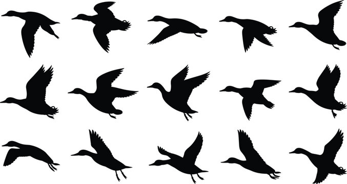 Black flying duck silhouettes set isolated on white background, wild mallard waterfowl birds in various flight positions, wings flapping sequence for animation and design