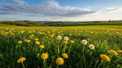 Fototapeta premium A serene landscape of a dandelion field under a blue sky