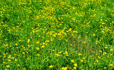 Dandelion on a green meadow