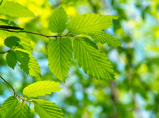green leaves over green background