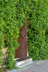 Dark brown wooden door stands slightly ajar, surrounded by dense, vibrant green vines that almost conceal it. The scene evokes a sense of mystery and seclusion, as if inviting viewers to wonder what l