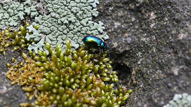 A vibrant beetle rests on moss and lichen, showcasing natures beauty in detail.