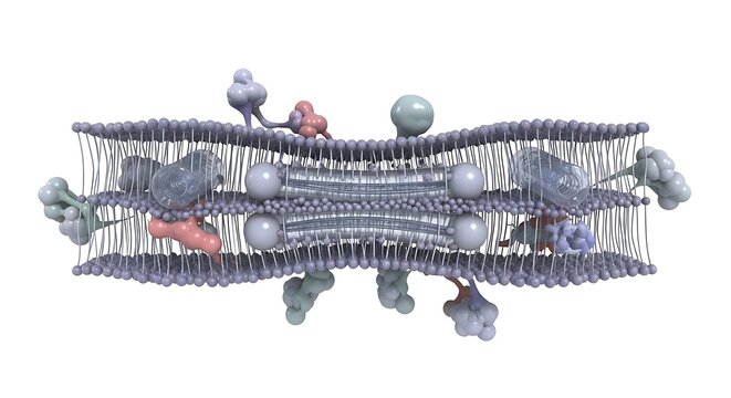 Cell membrane structure showing proteins and lipid bilayer, cellular transport science