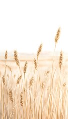 Obraz premium Serene watercolor wheat field illustration evokes a tranquil pastoral landscape bathed in golden sunlight