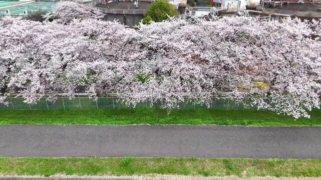 桜並木, ドローン, トラック撮影, 満開, 春, 横浜, クローズアップ│Side view of Cherry blossom trees
