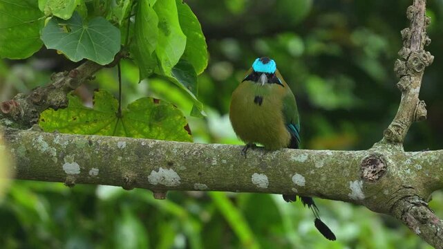 Medium shot of an Andean Motmot (Momotus aequatorialis) perched on the trunk of a tree in its natural forest habitat. The bird remains calm and alert, allowing clear visibility of its colorful plumage